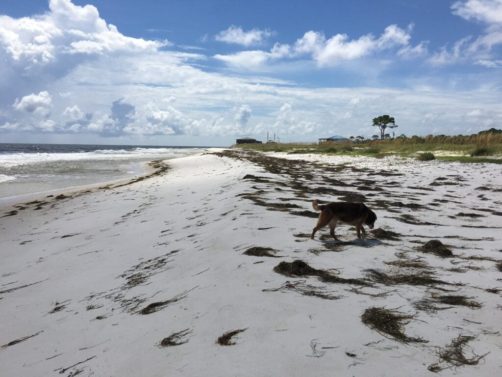Dog Island Beach pet friendly near Tallahassee